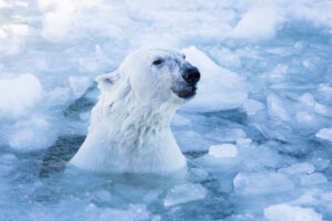 Arctic Polar Bear Adventure Afternoon Trip